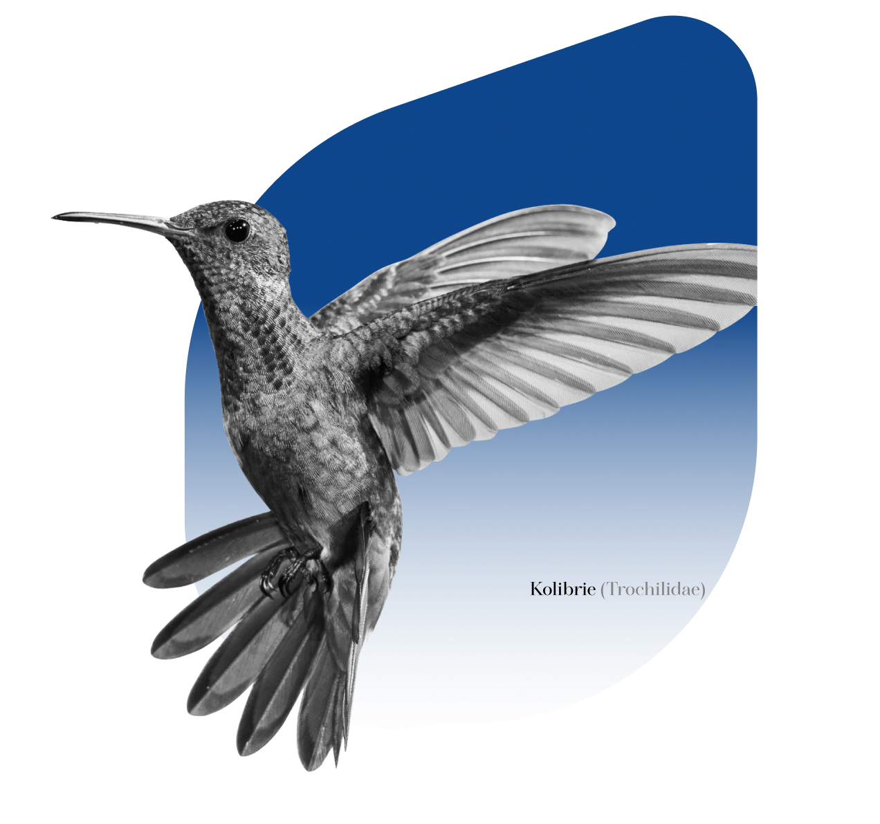 Kolibri